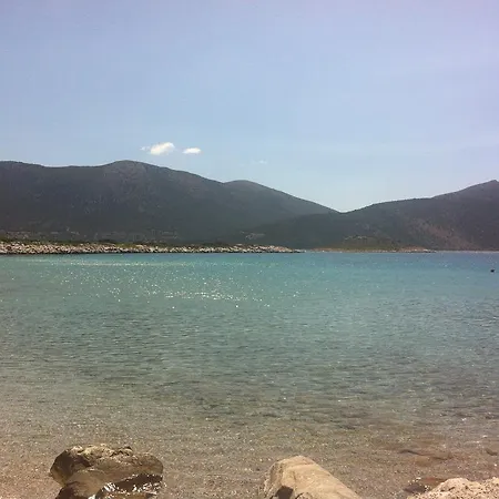 Mirtila *